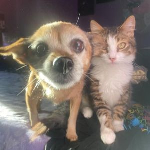 Meet your Posher, Alexus